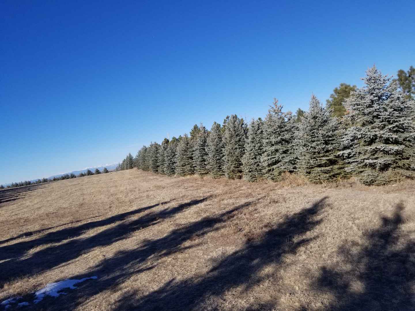 Mature Trees for Sale Big Pine Trees for Sale Colorado Pineco