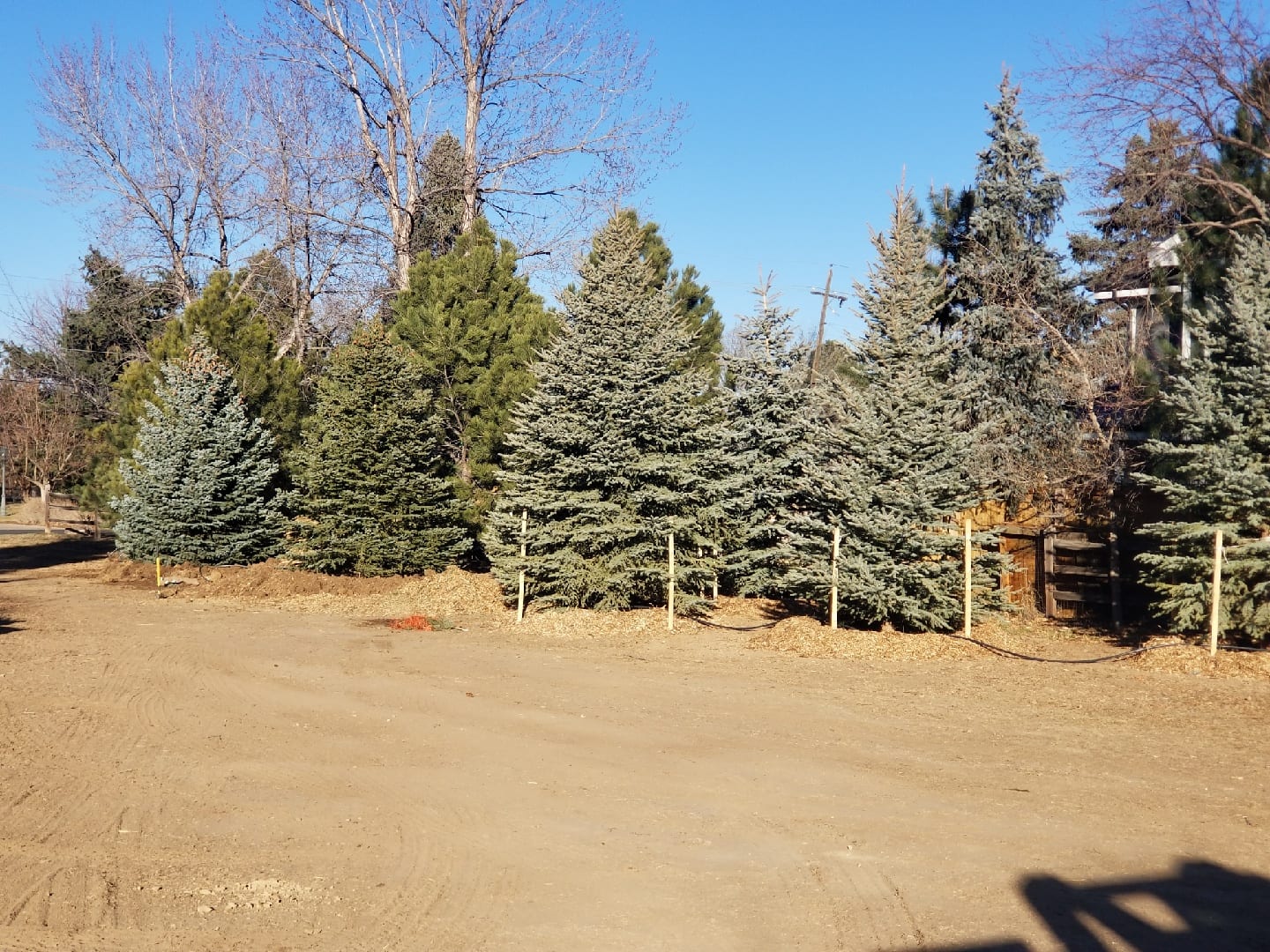 Mature Trees for Sale Big Pine Trees for Sale Colorado Pineco