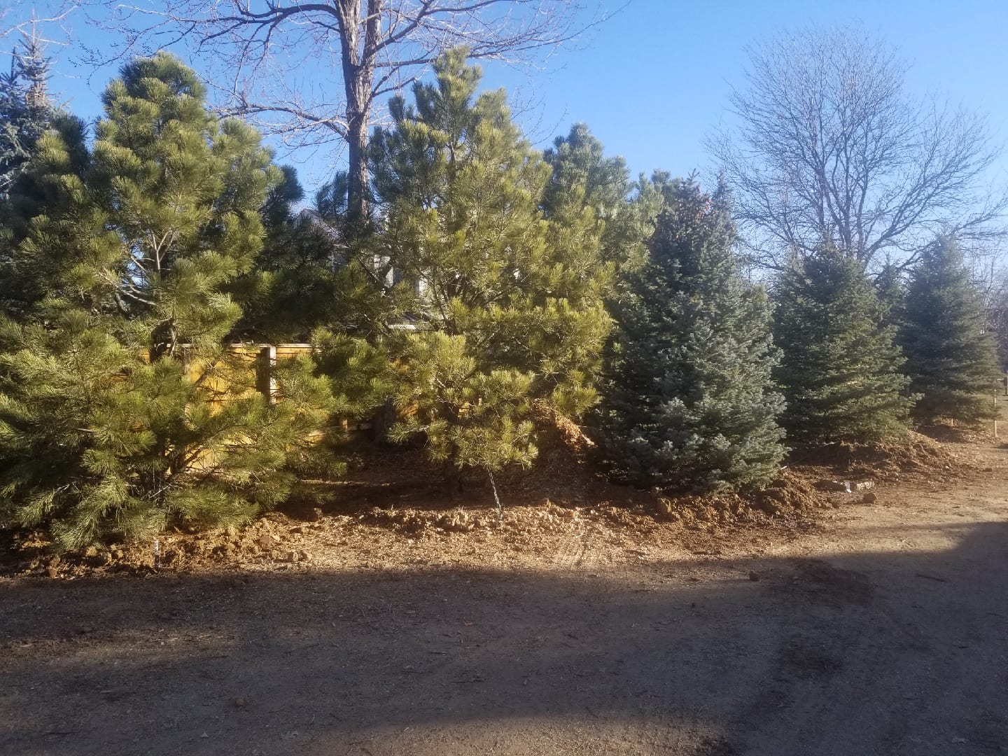 Mature Trees for Sale Big Pine Trees for Sale Colorado Pineco